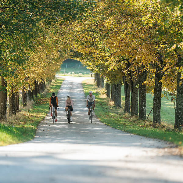 Drei Radfahrer fahren mit Gravelbikes auf einem Schotterweg zwischen Maisfeldern in herbstlicher Landschaft.