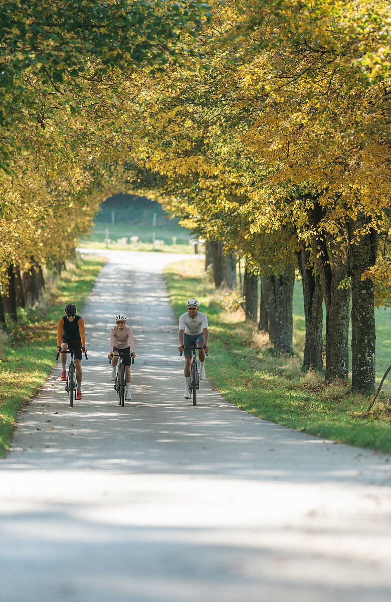Drei Radfahrer fahren mit Gravelbikes auf einem Schotterweg zwischen Maisfeldern in herbstlicher Landschaft.
